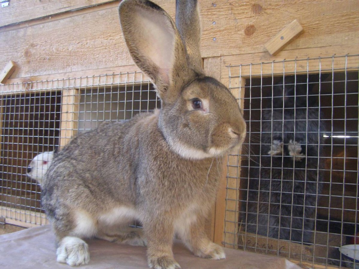 Кролики великаны породы Фландр