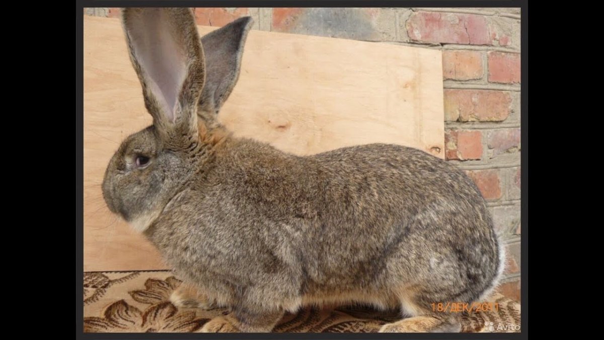 Бельгийский Фландр кролик