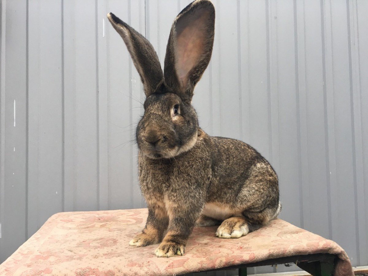 Кролики серый великан ,фландер