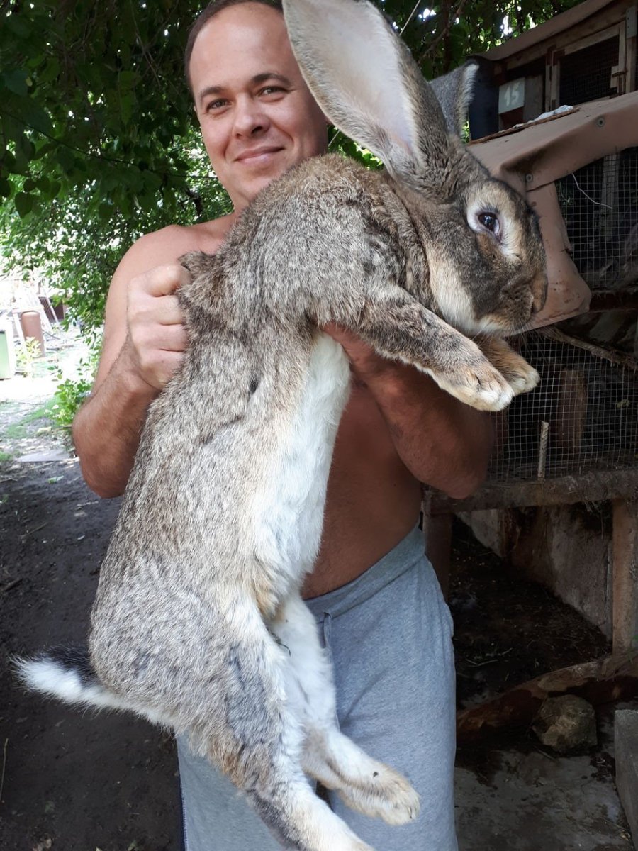 Бельгийский Фландр