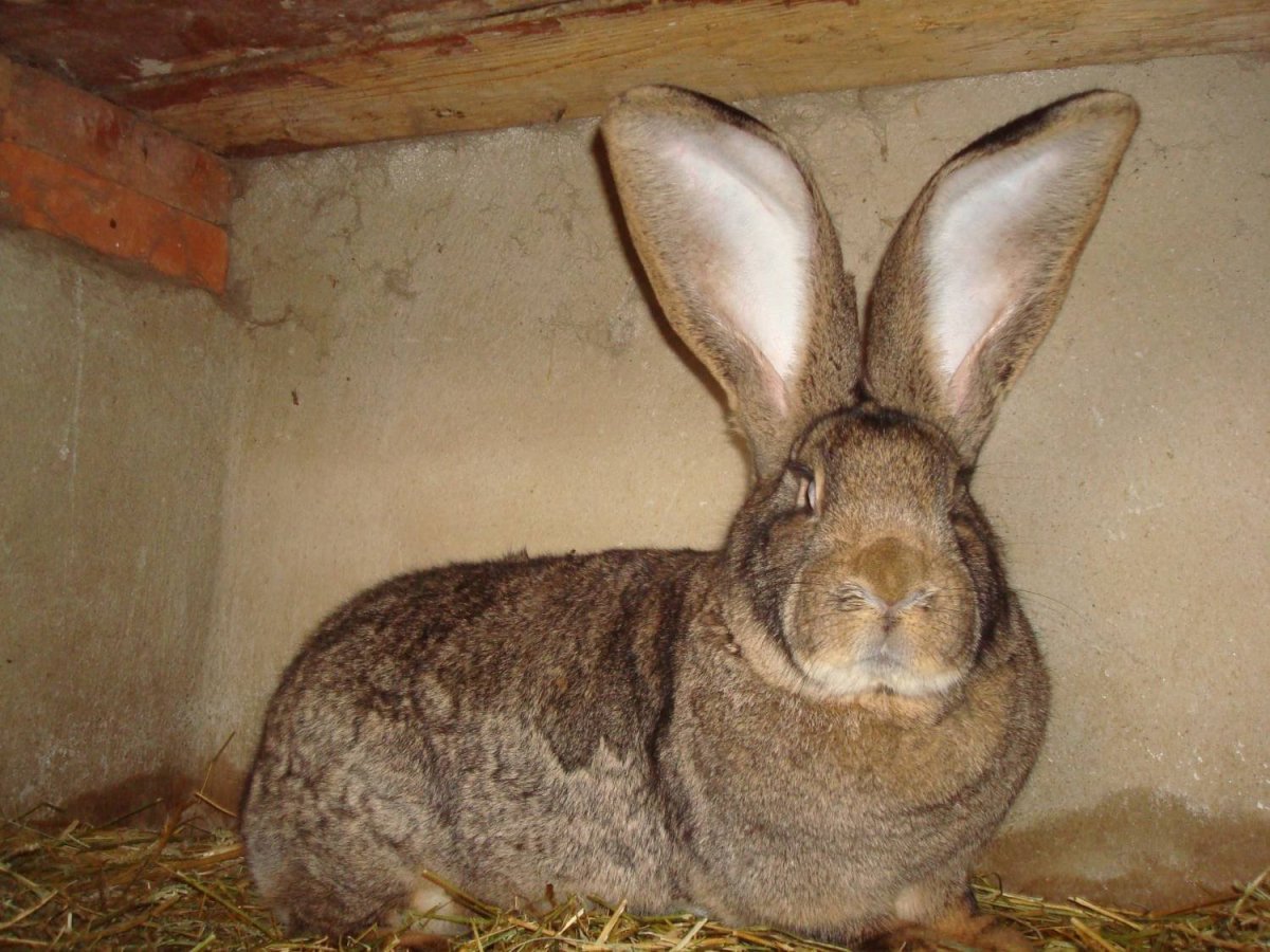 Фландер шиншилла кролик