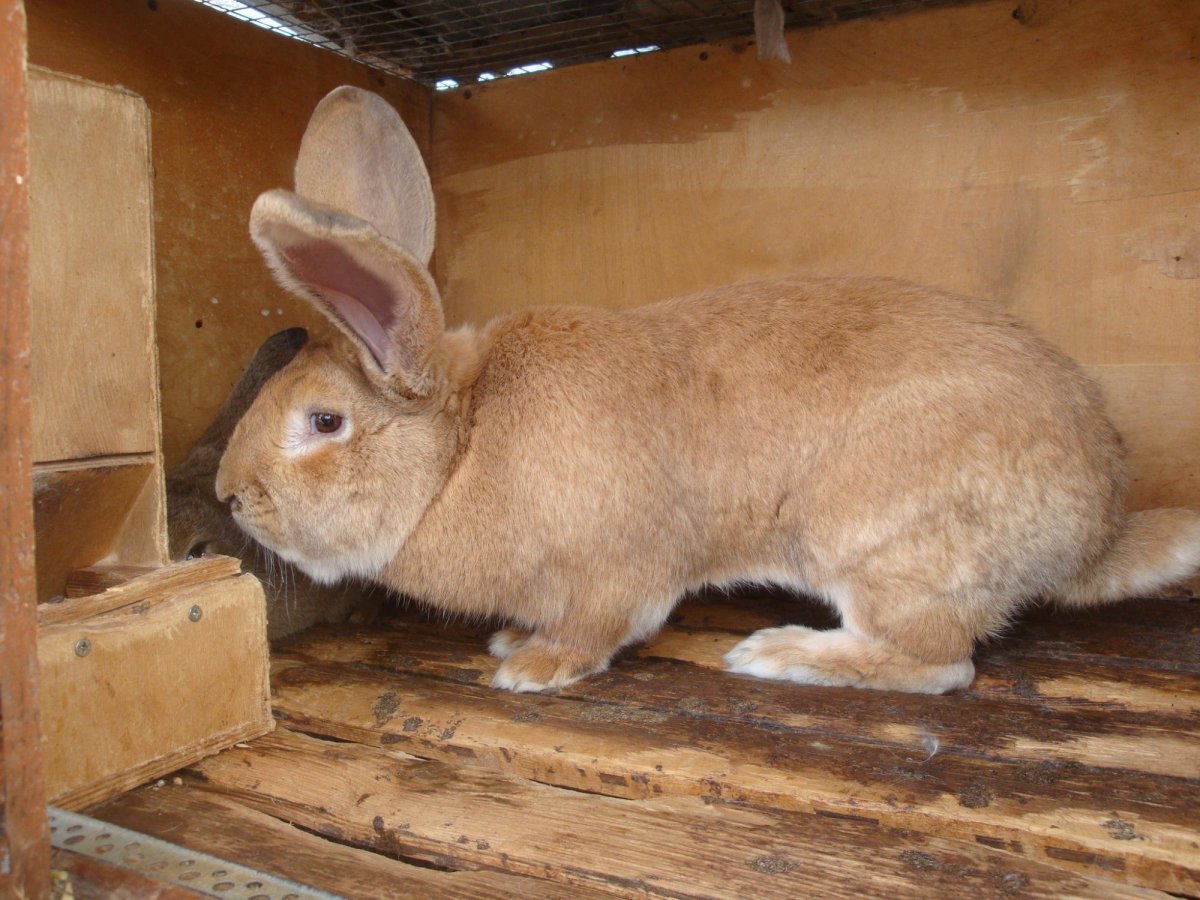 Бенгальский Фландр кролик