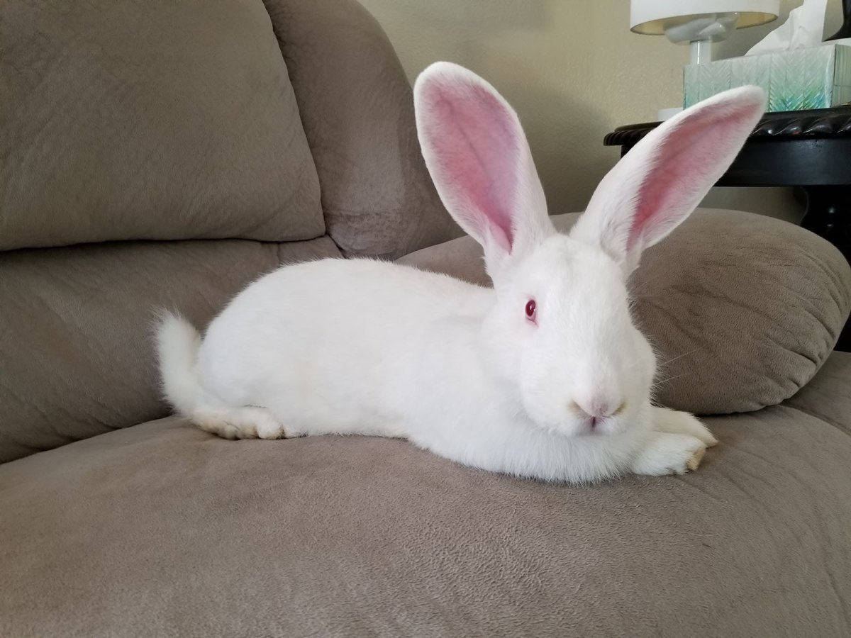 Кролики великаны Фландр