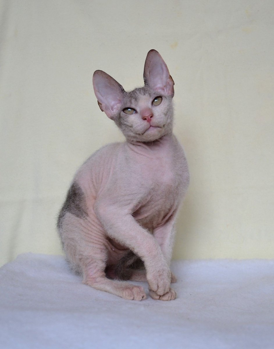 Донской сфинкс браш велюр