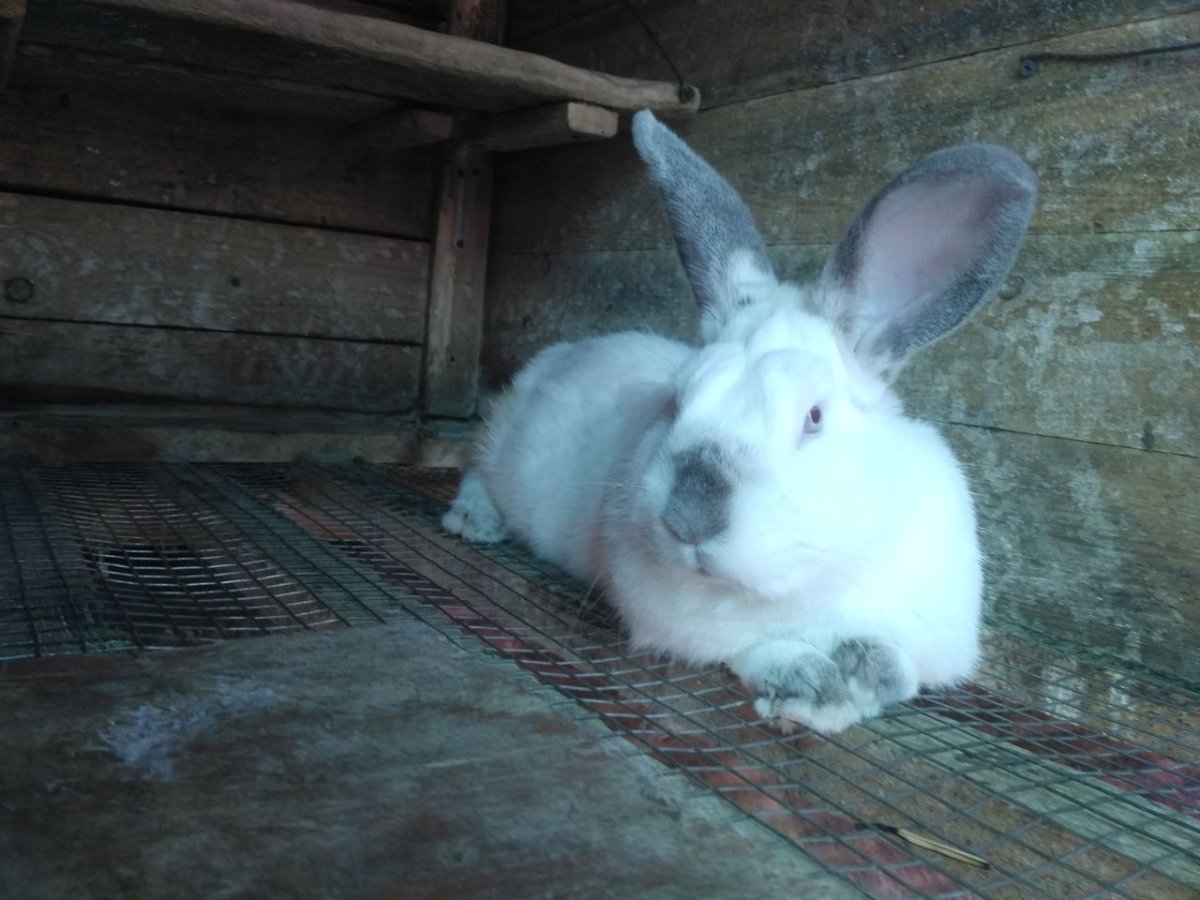 Фландр кролик самец