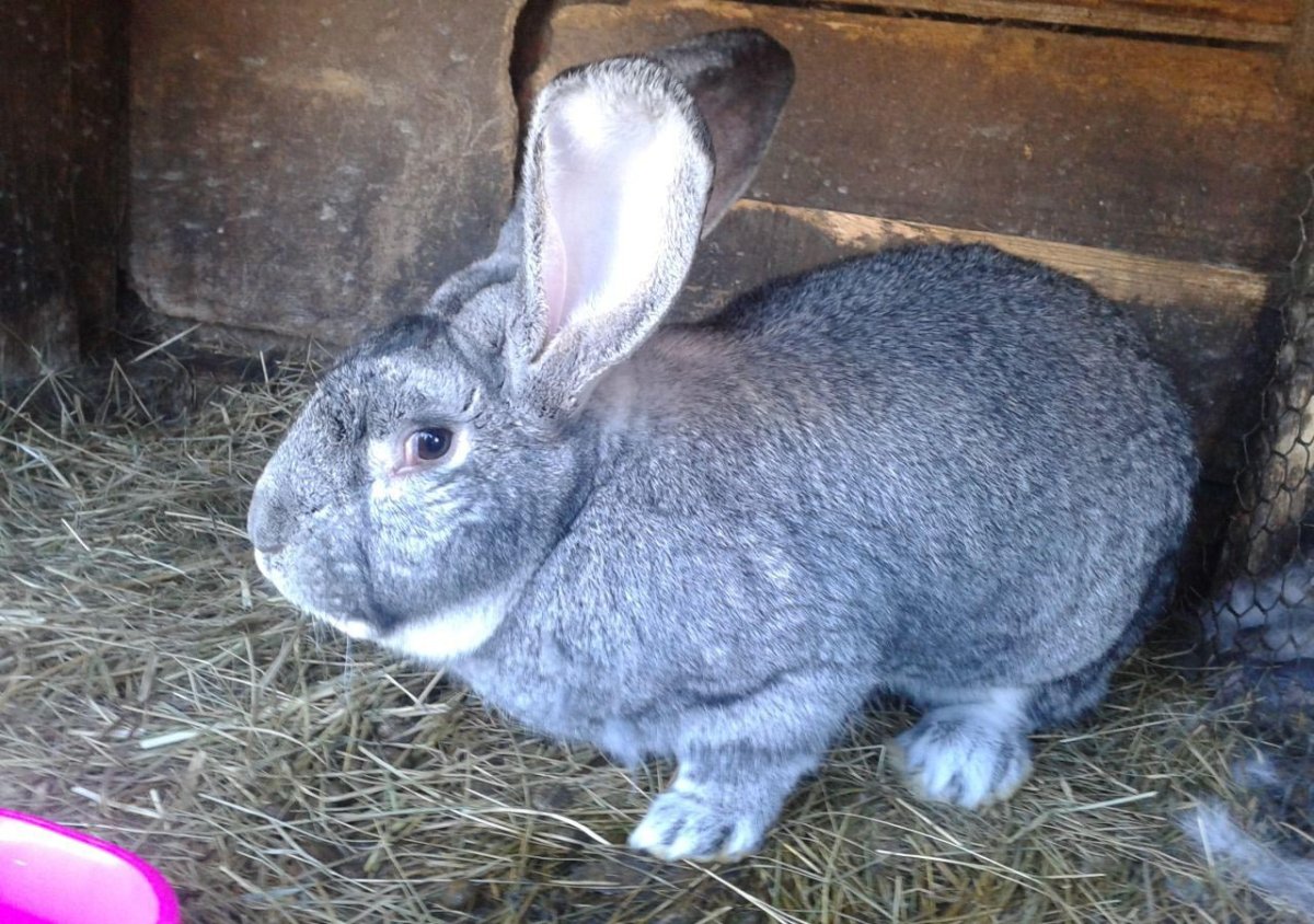 Кролик с короной