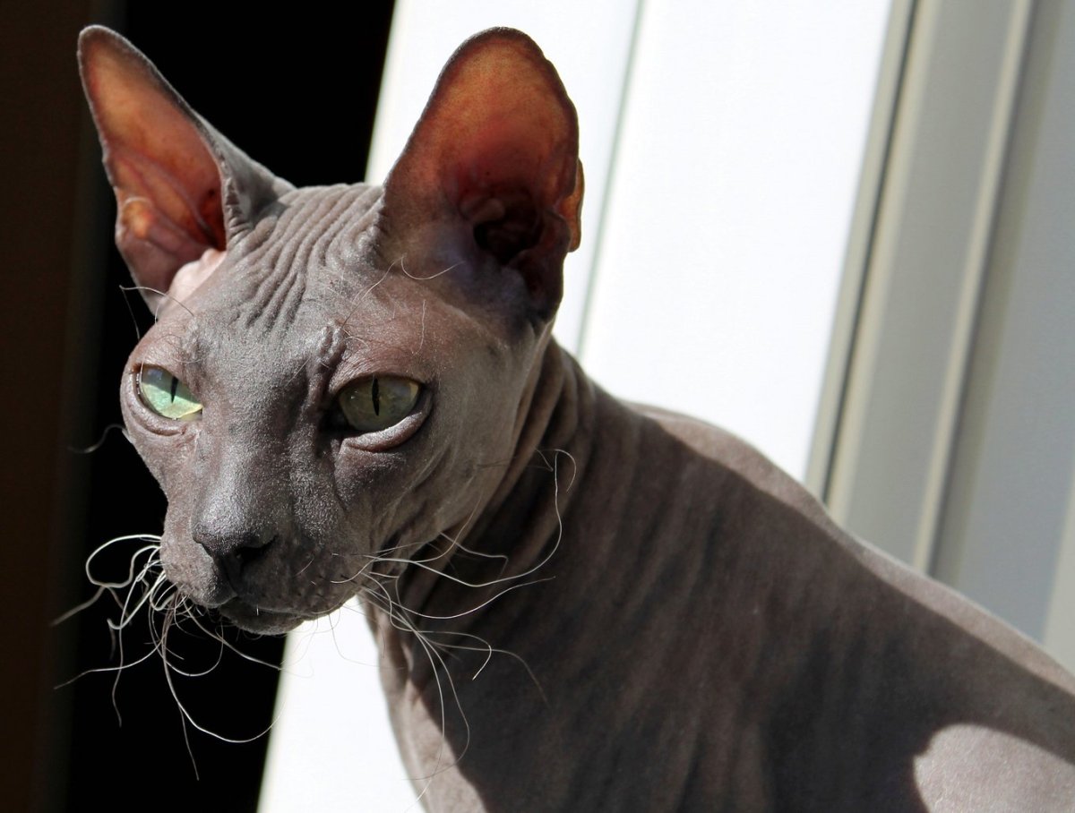 Донской сфинкс кошка