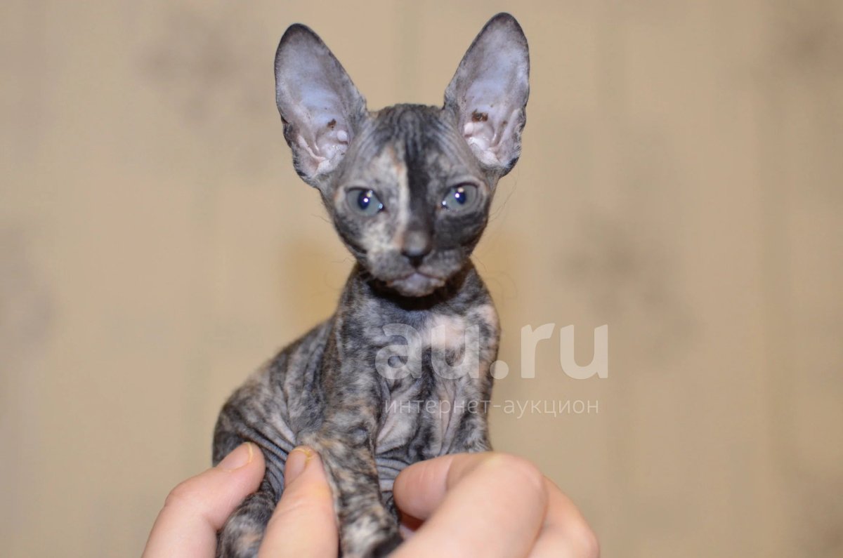 Сфинкс велюровый с шерстью фото