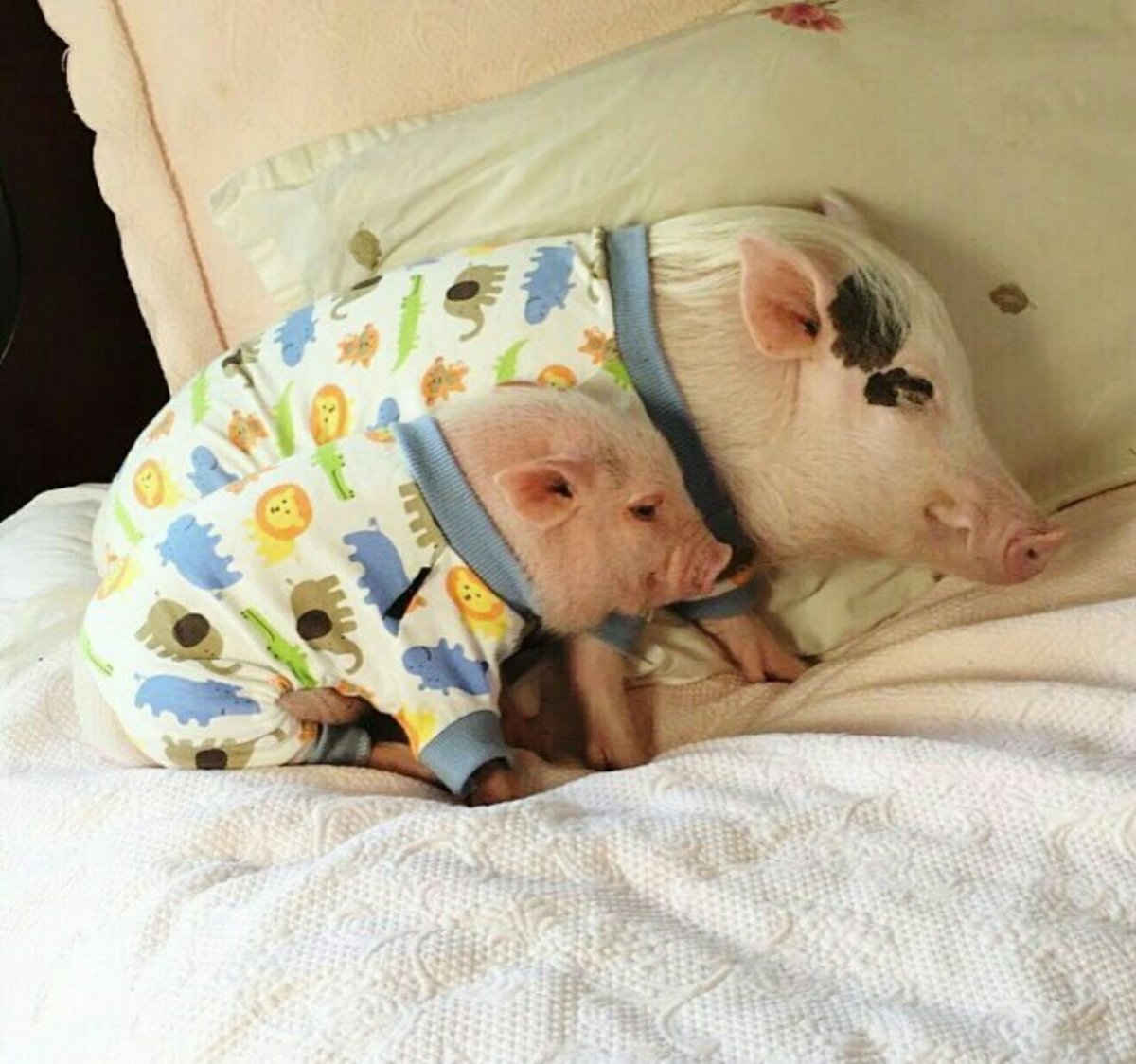 Свиноматка девушка