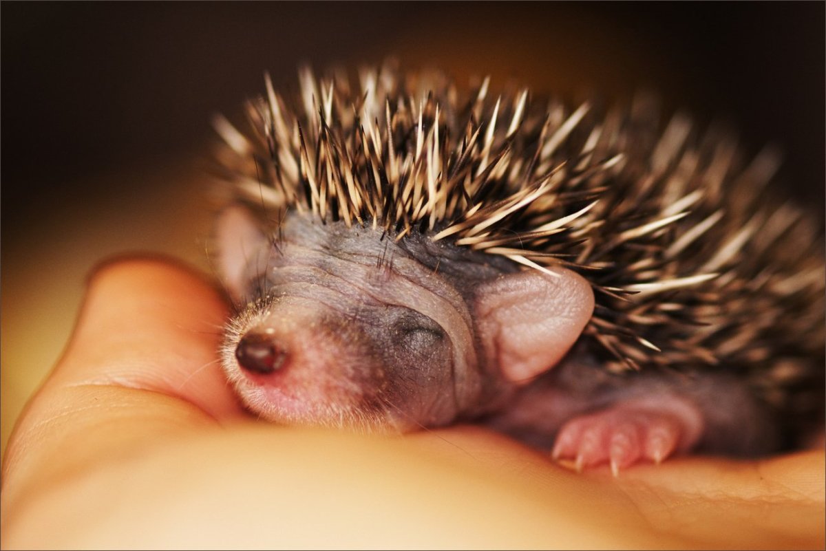 Еж зевает