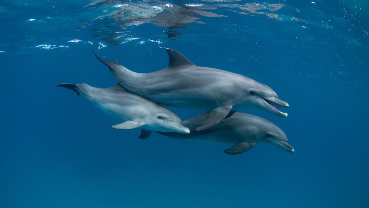 Дельфины млекопитающие