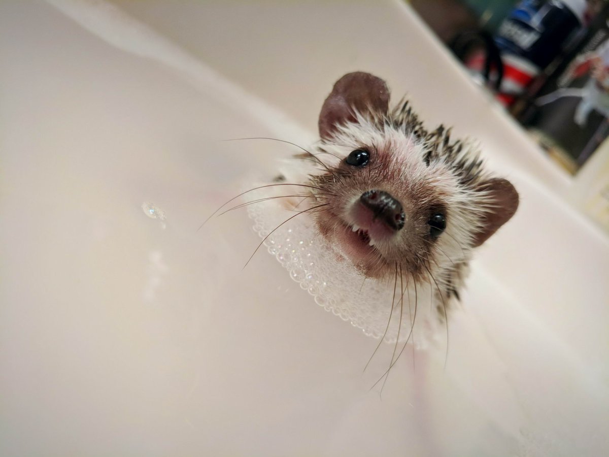 Еж в живописи