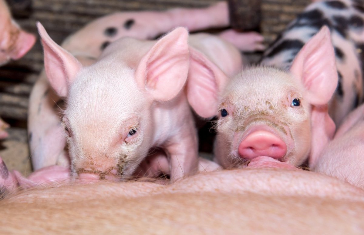 Свиноматка с поросятами новорожденными