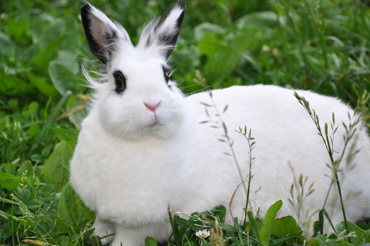 Уайт кролики