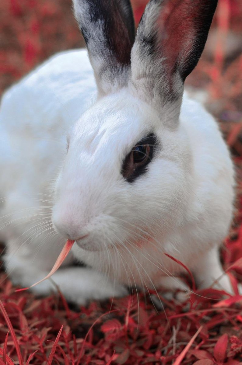 Кролик черно белый
