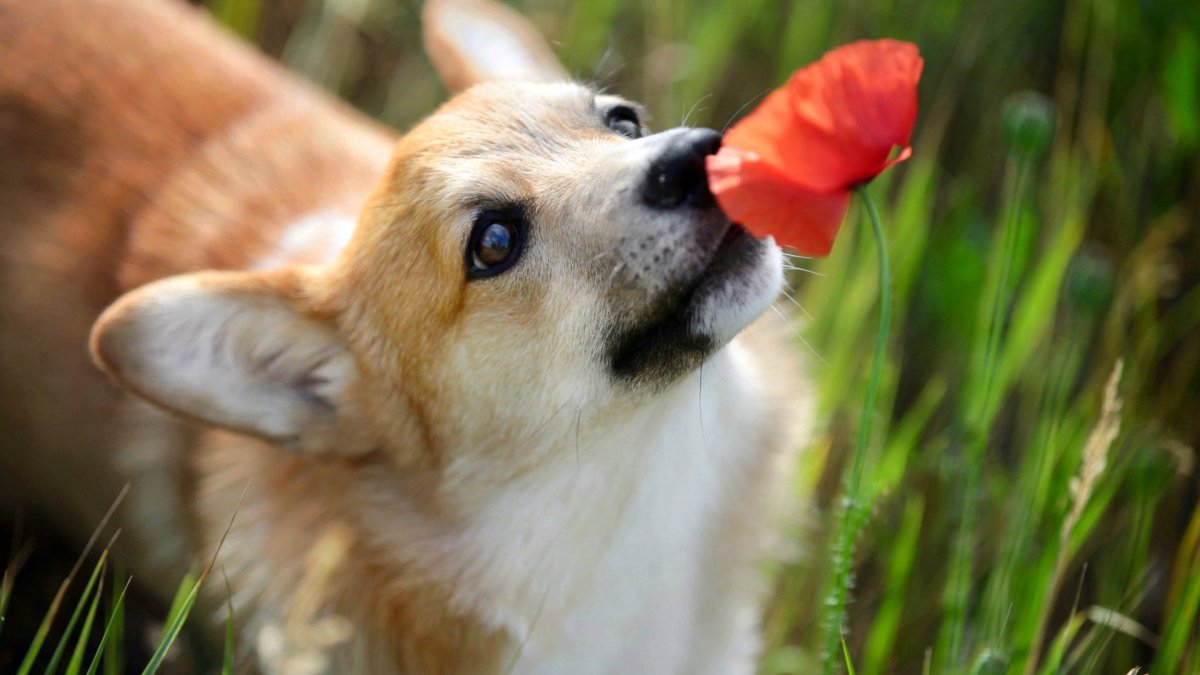 Оранжевая собака