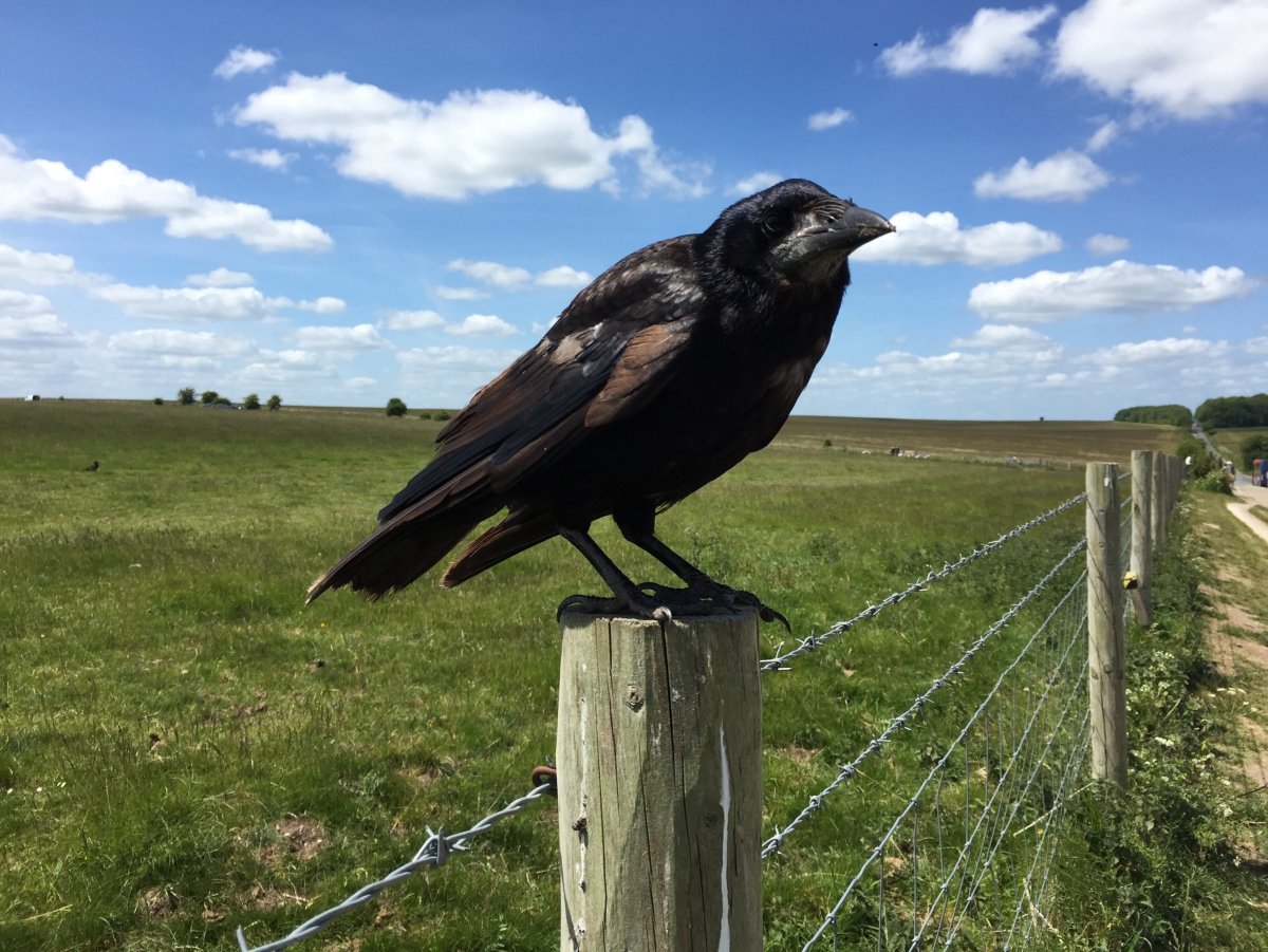 Рейвен птица