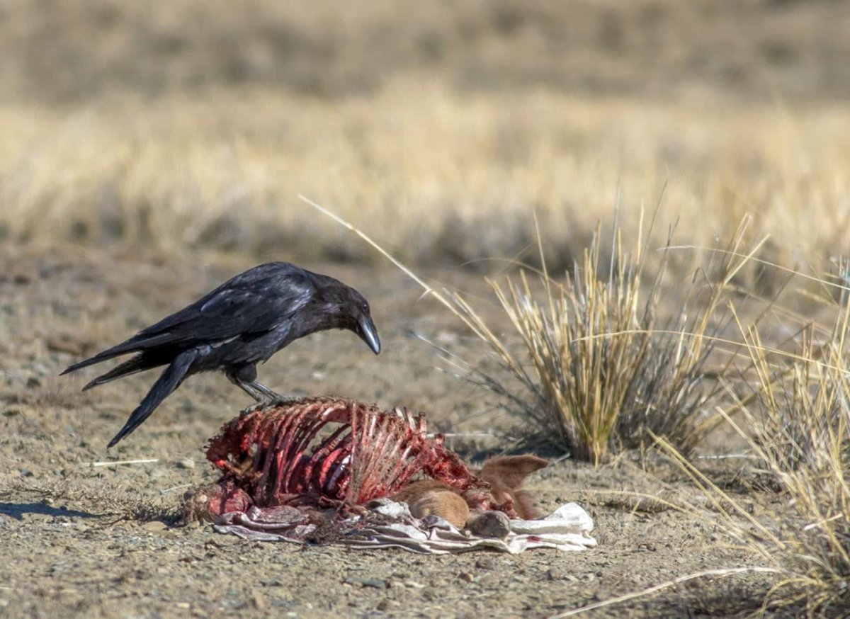 Степные вороны