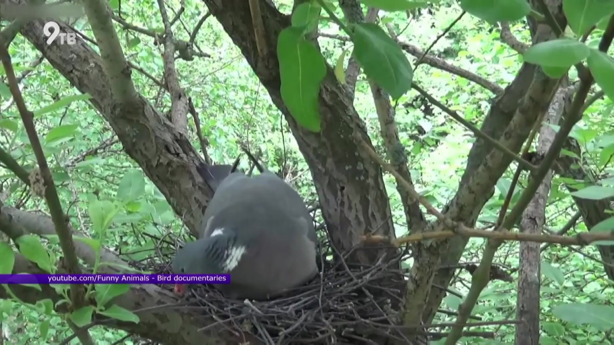 Лесной голубь голос