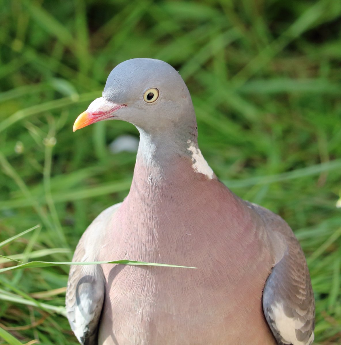 Дикий голубь сизарь