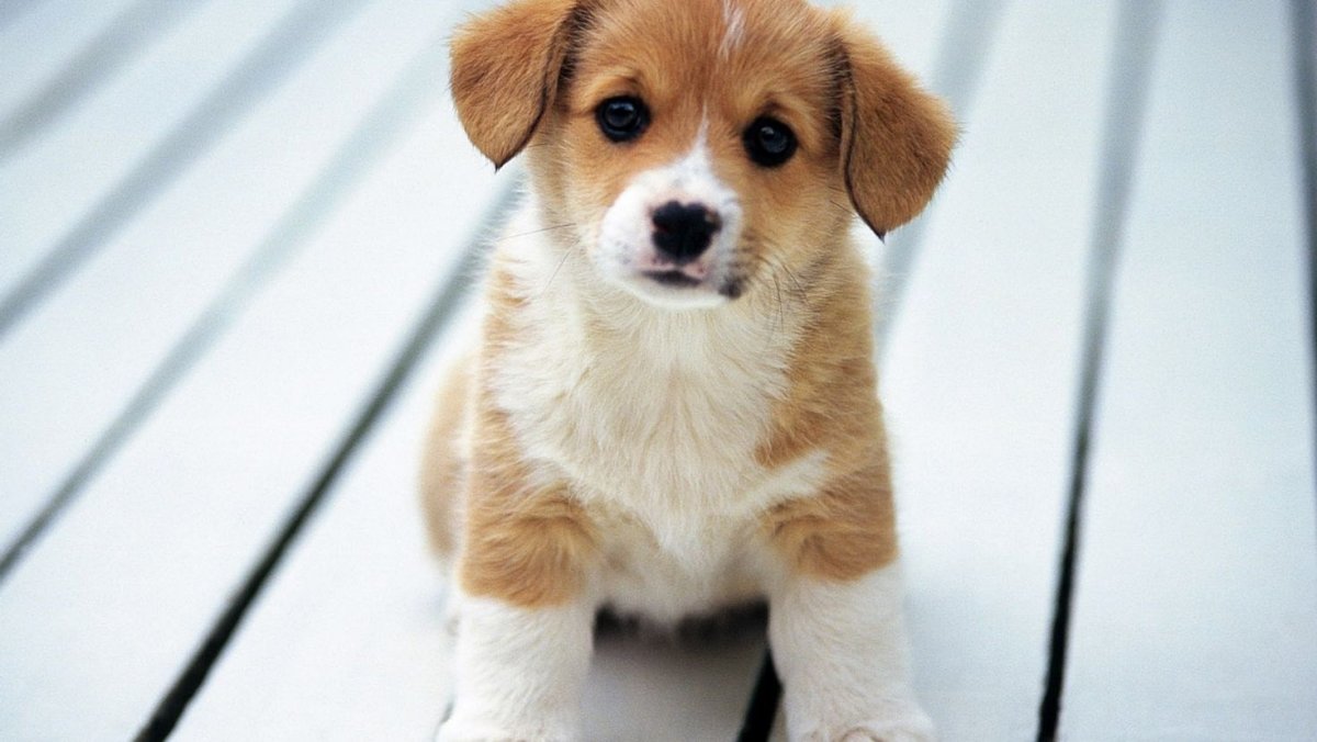 Вельш корги терьер