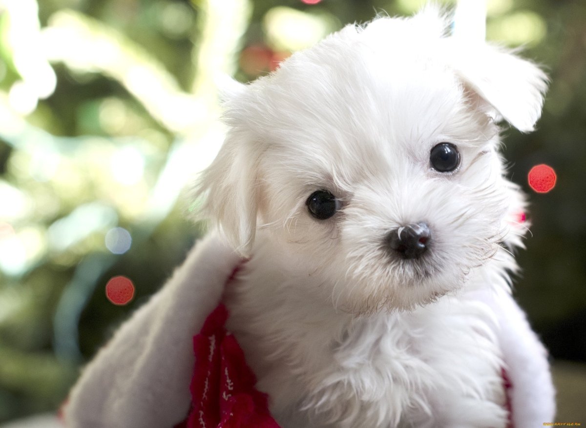 Померанский Пуппи