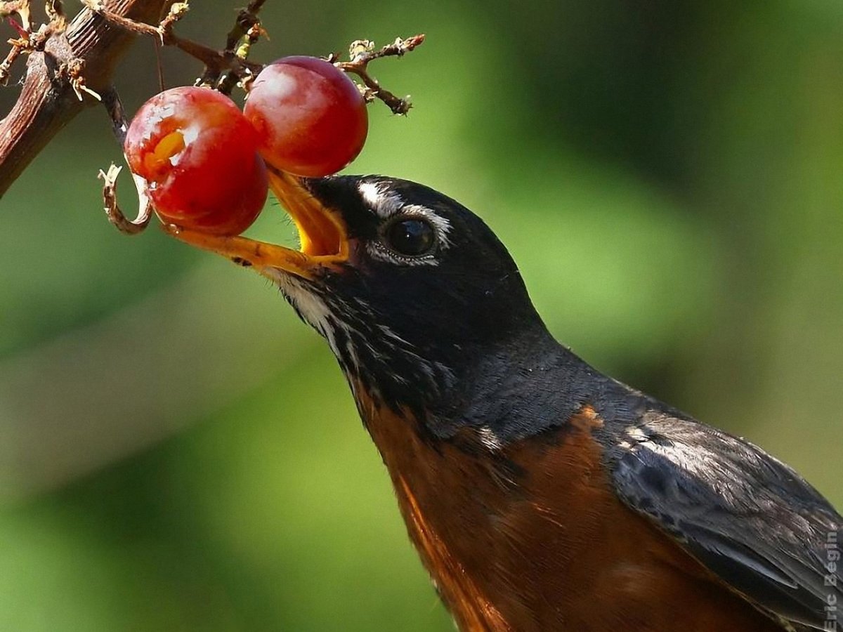 Птицы склевывают ягоды