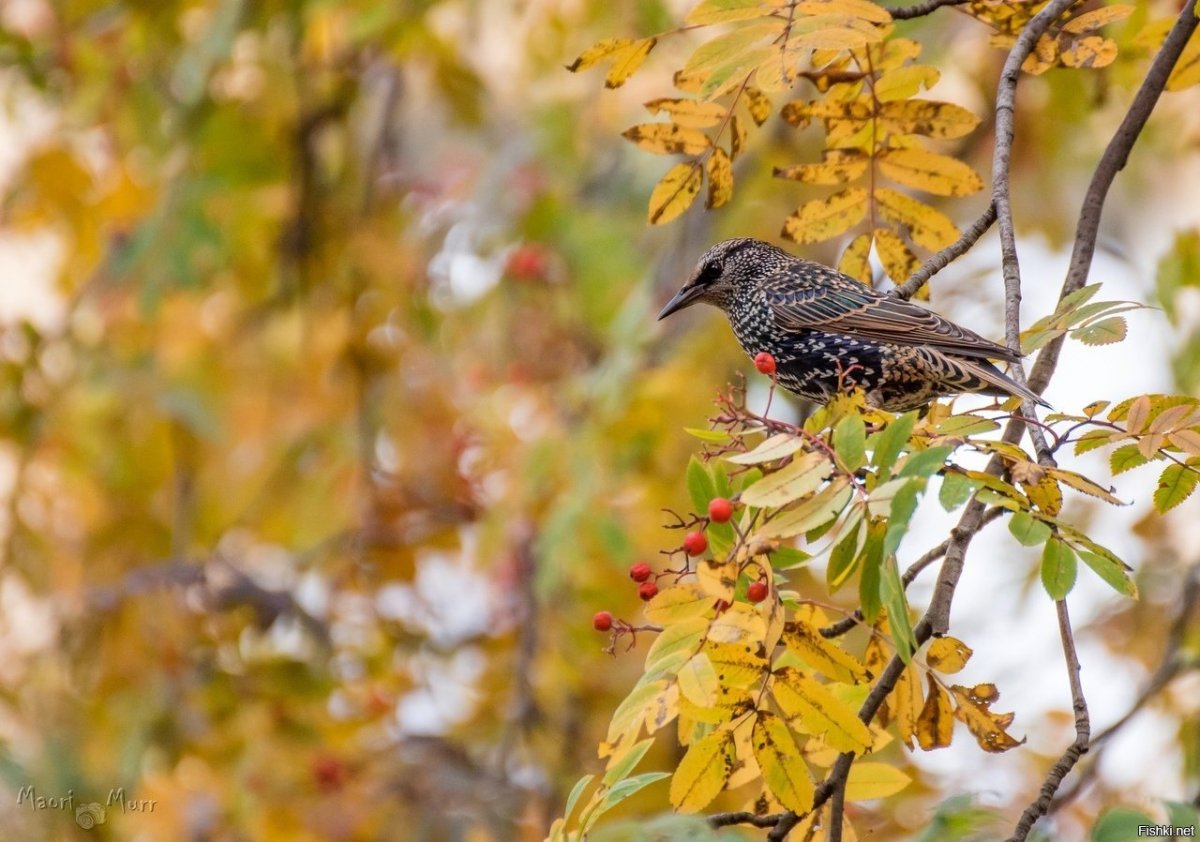 Скворец осенью
