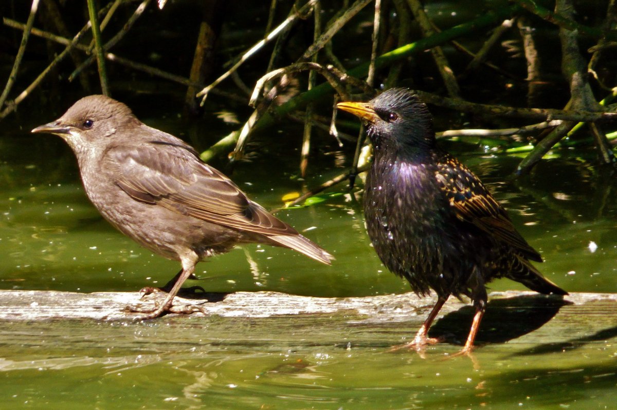 Обыкновенный скворец самка