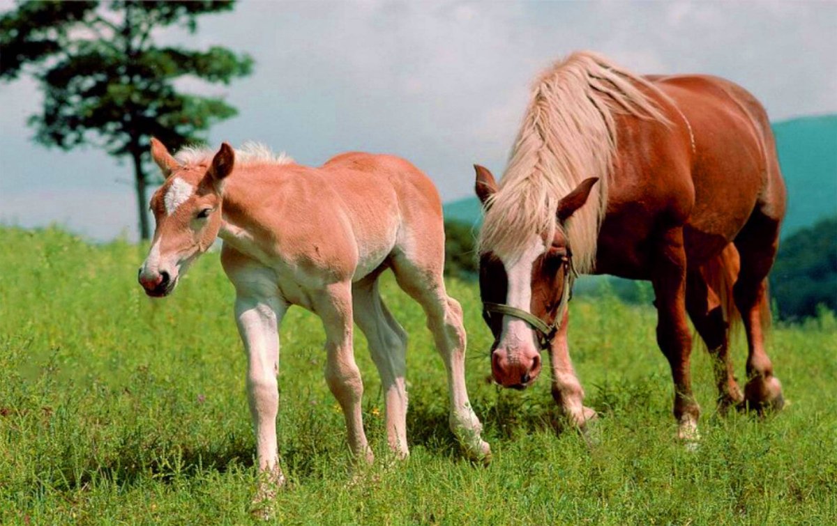 Конь кобыла жеребенок