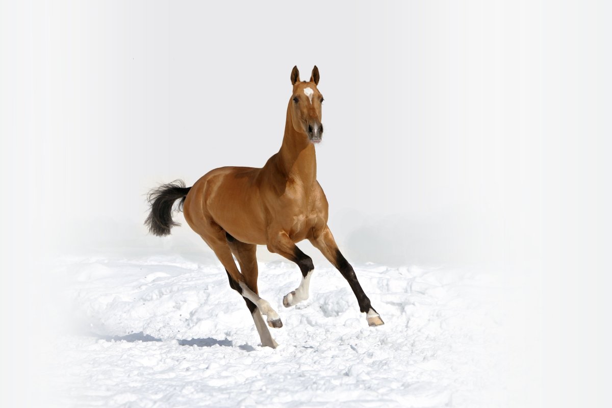 Аргамак лошадь