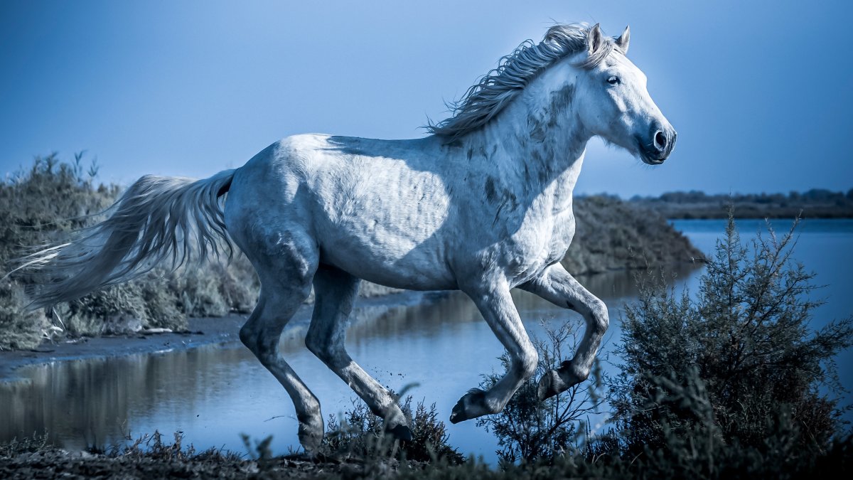 Табун красивых лошадей