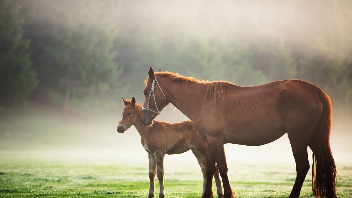 Вороной Аргамак