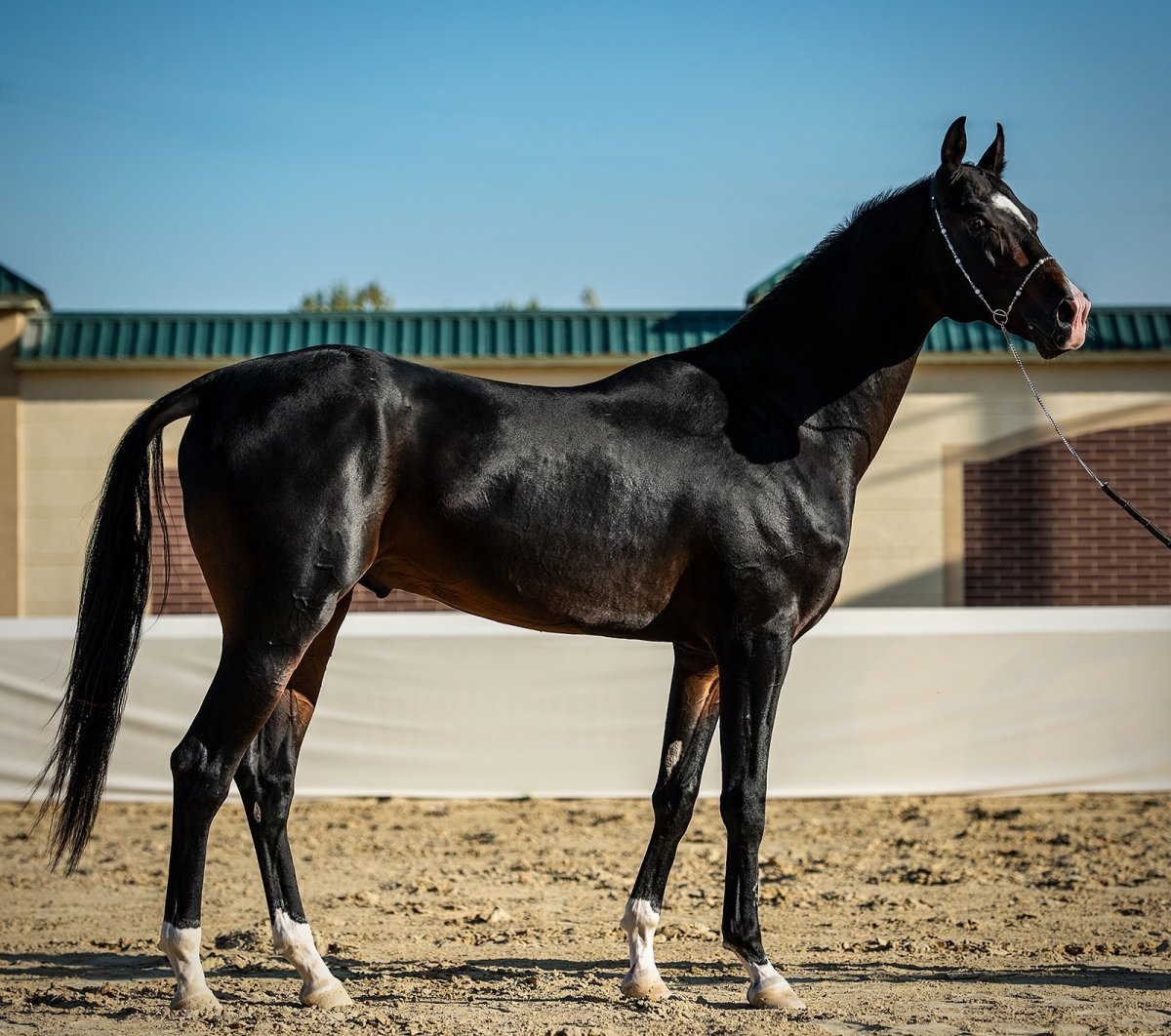 Порода лошадей ахалтекинец