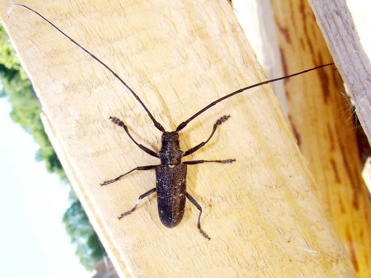 Жук короед усач