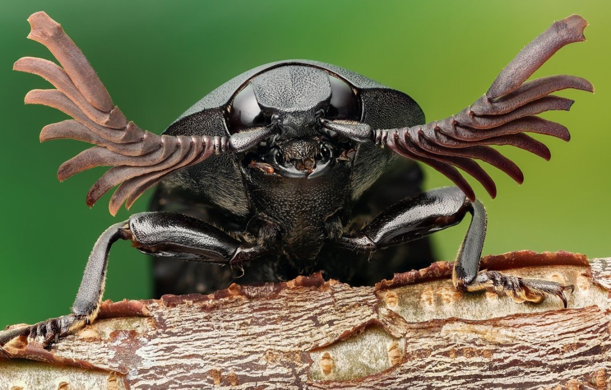 Жуки Макросъемка