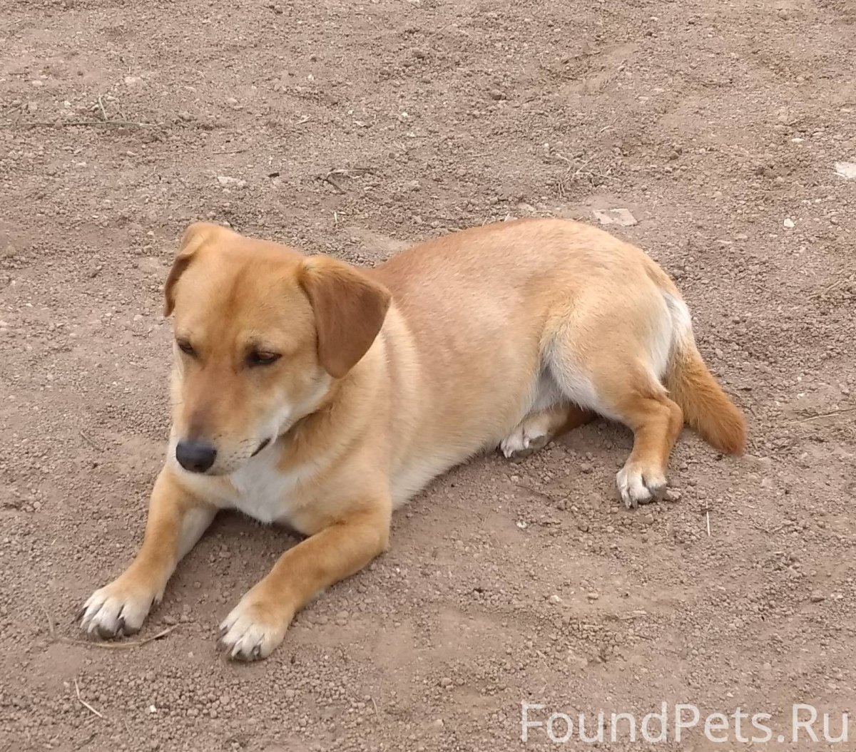 Такса боксер