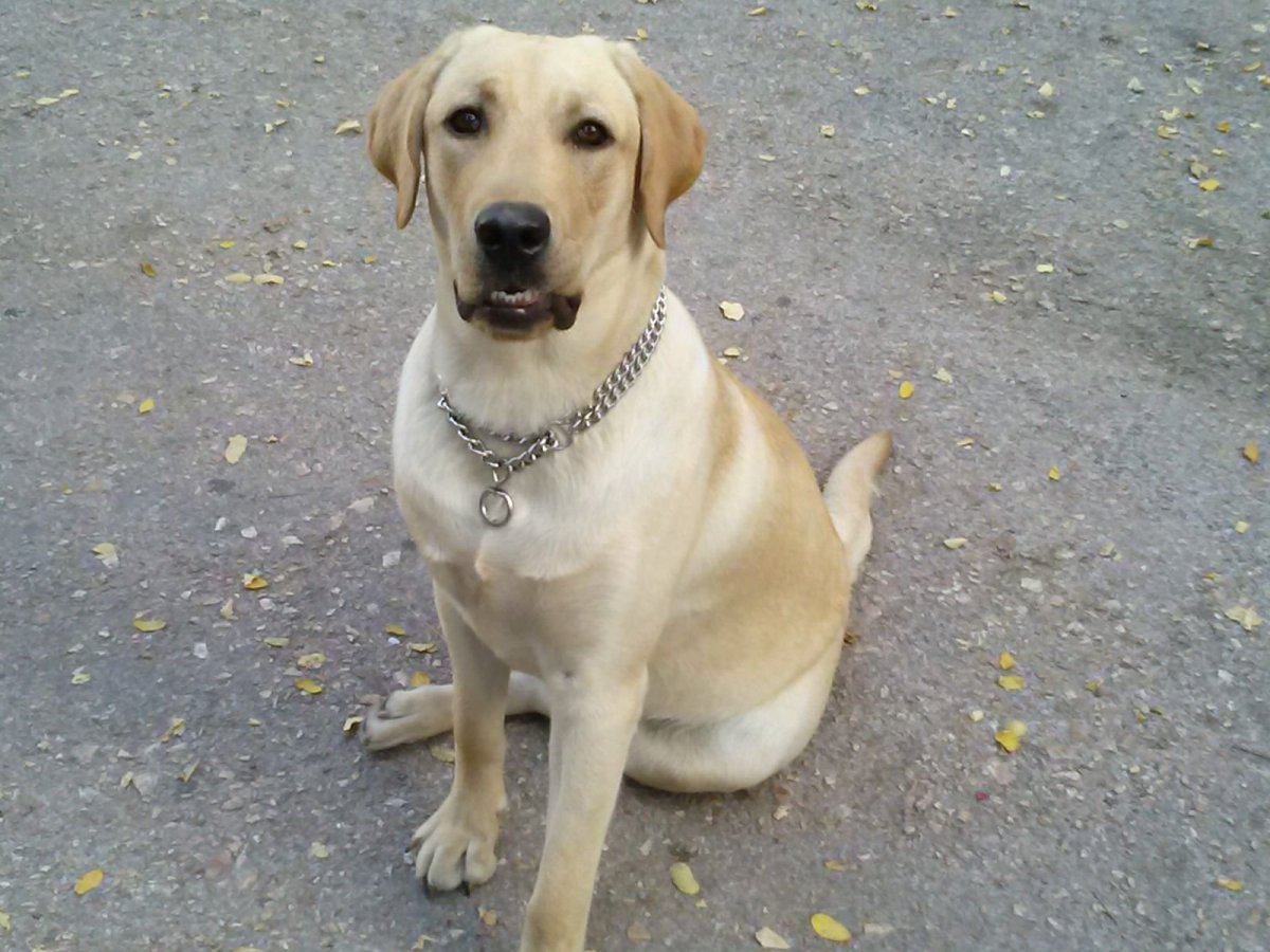 Помесь таксы и спаниеля