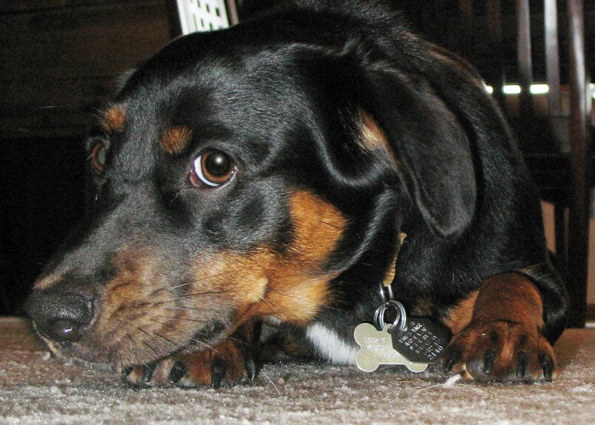 Питбуль и хаски