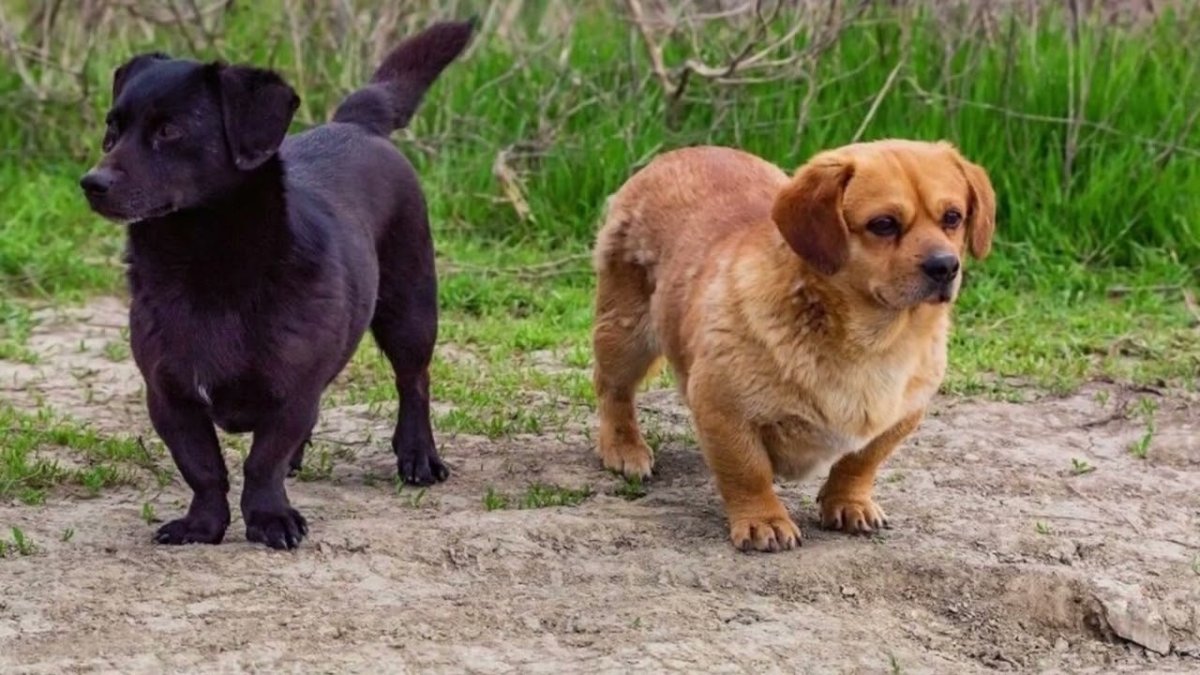 Лабрадор и такса