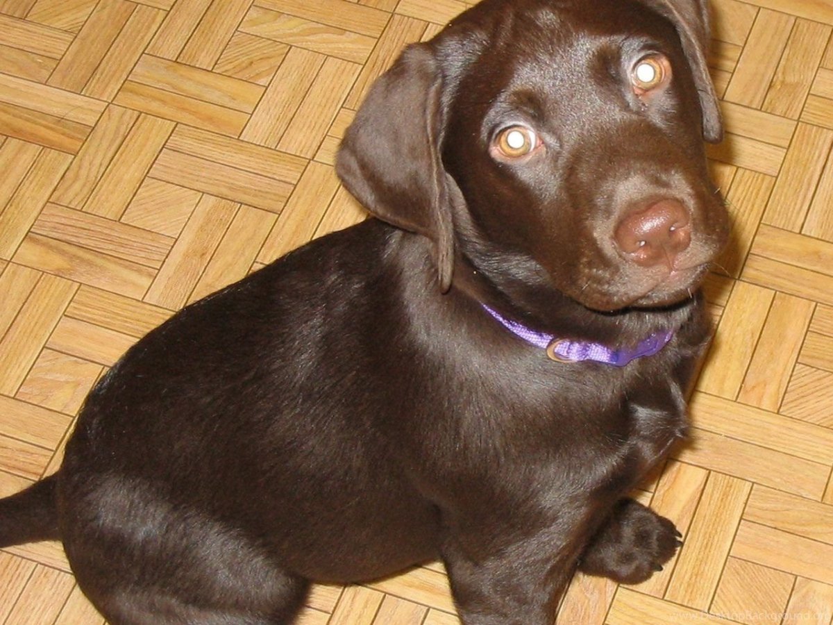 Метис шоколадного лабрадора