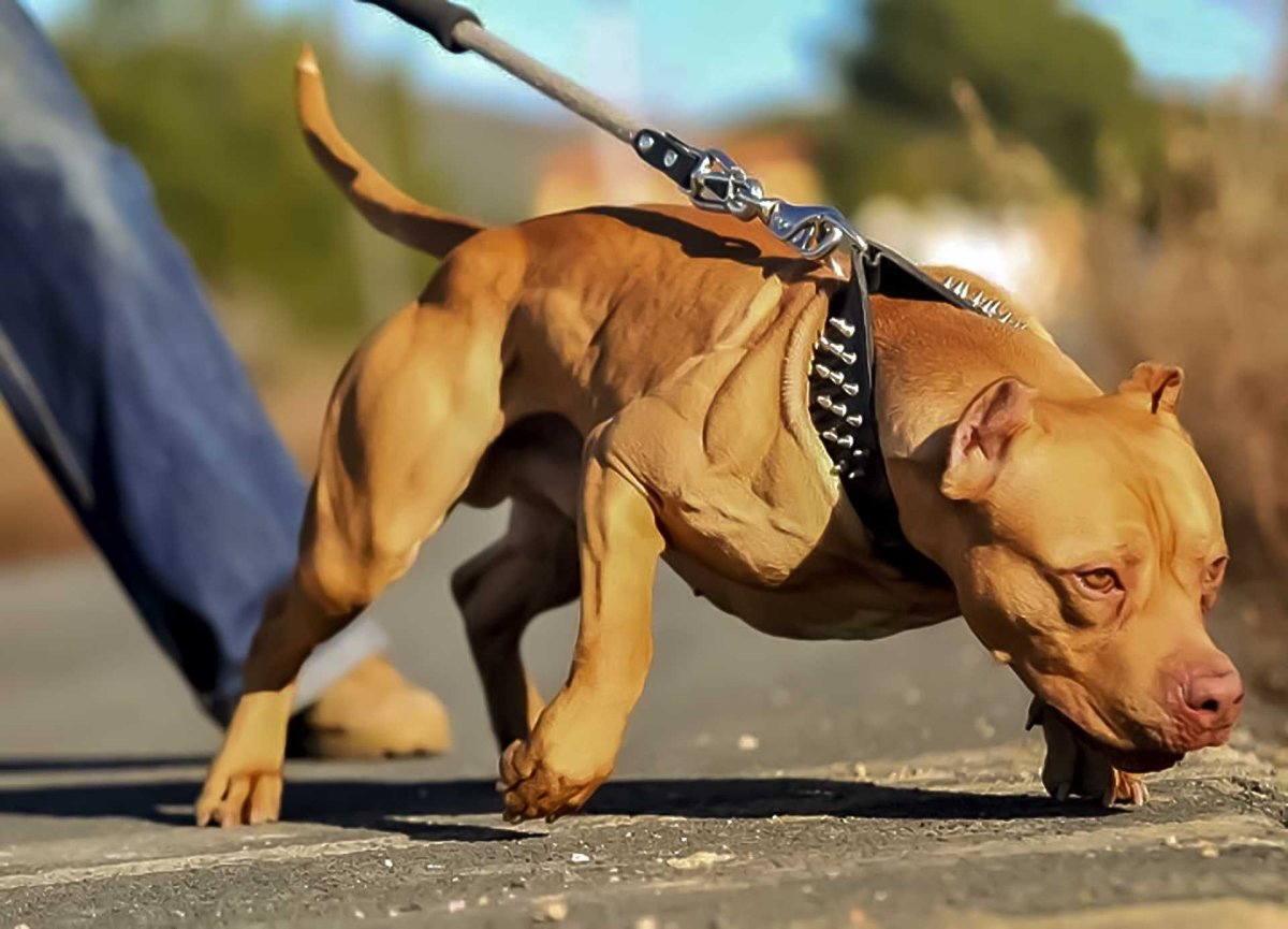 Стаффордширский терьер тренированный