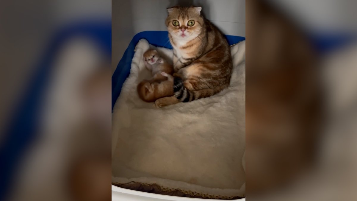 Кошка Карла Лагерфельда