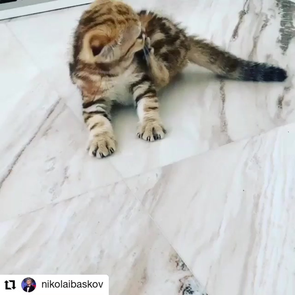 Николай Басков с кошкой