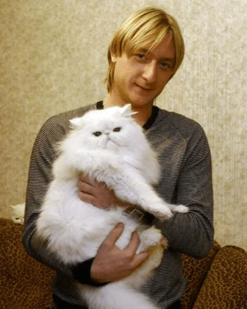 Кошка Баскова Шанель