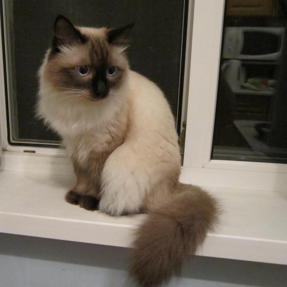 Николай Басков чай