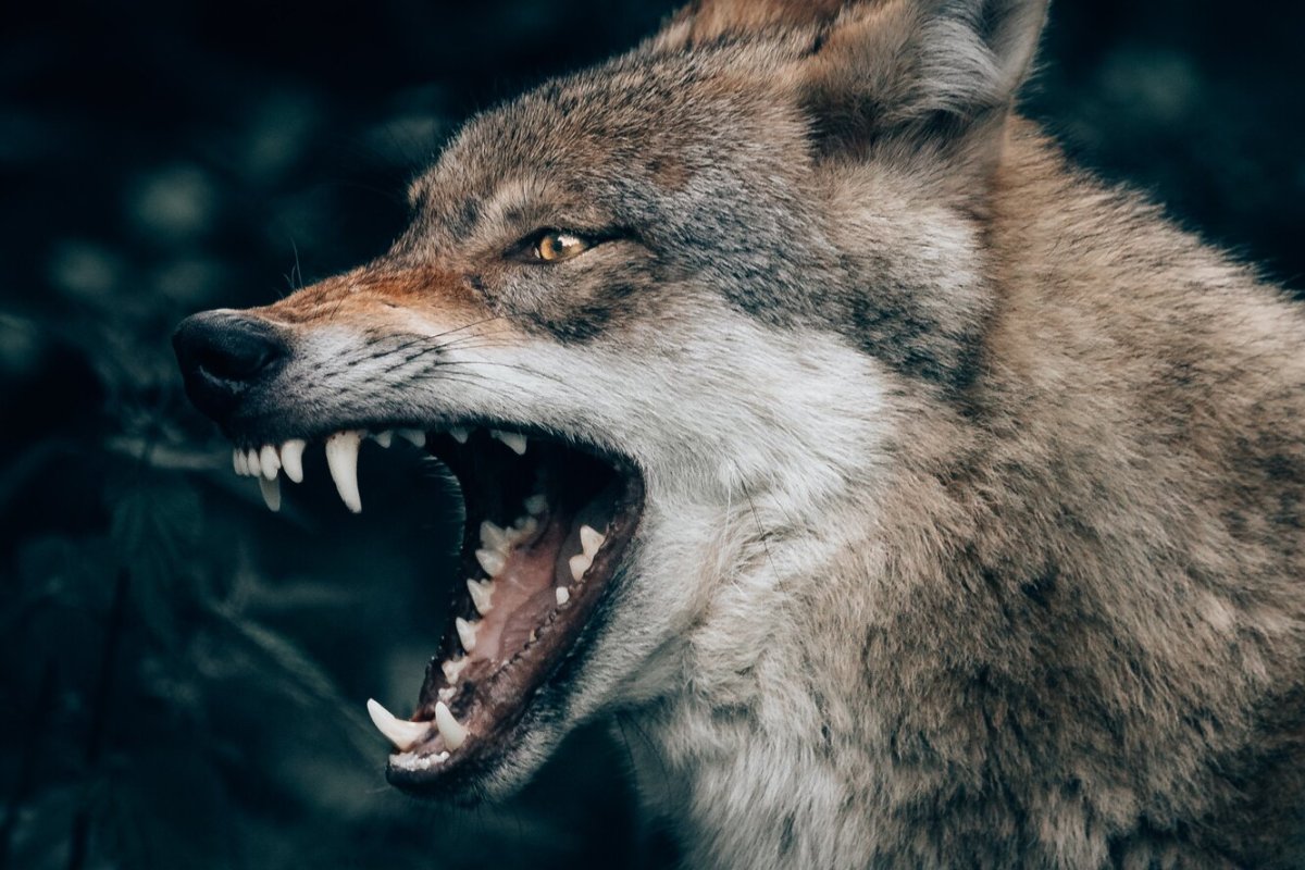 Волк с открытой пастью анфас