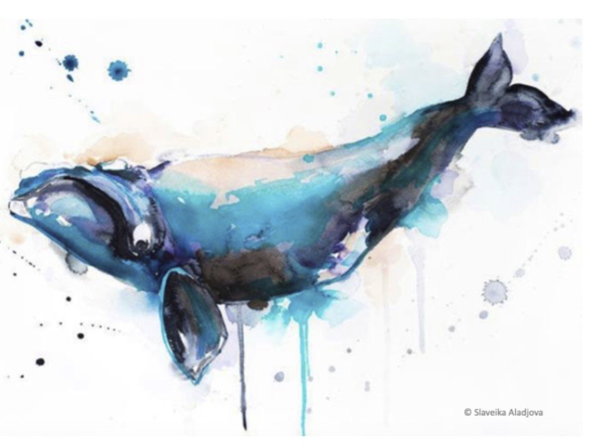 Касатка акварель