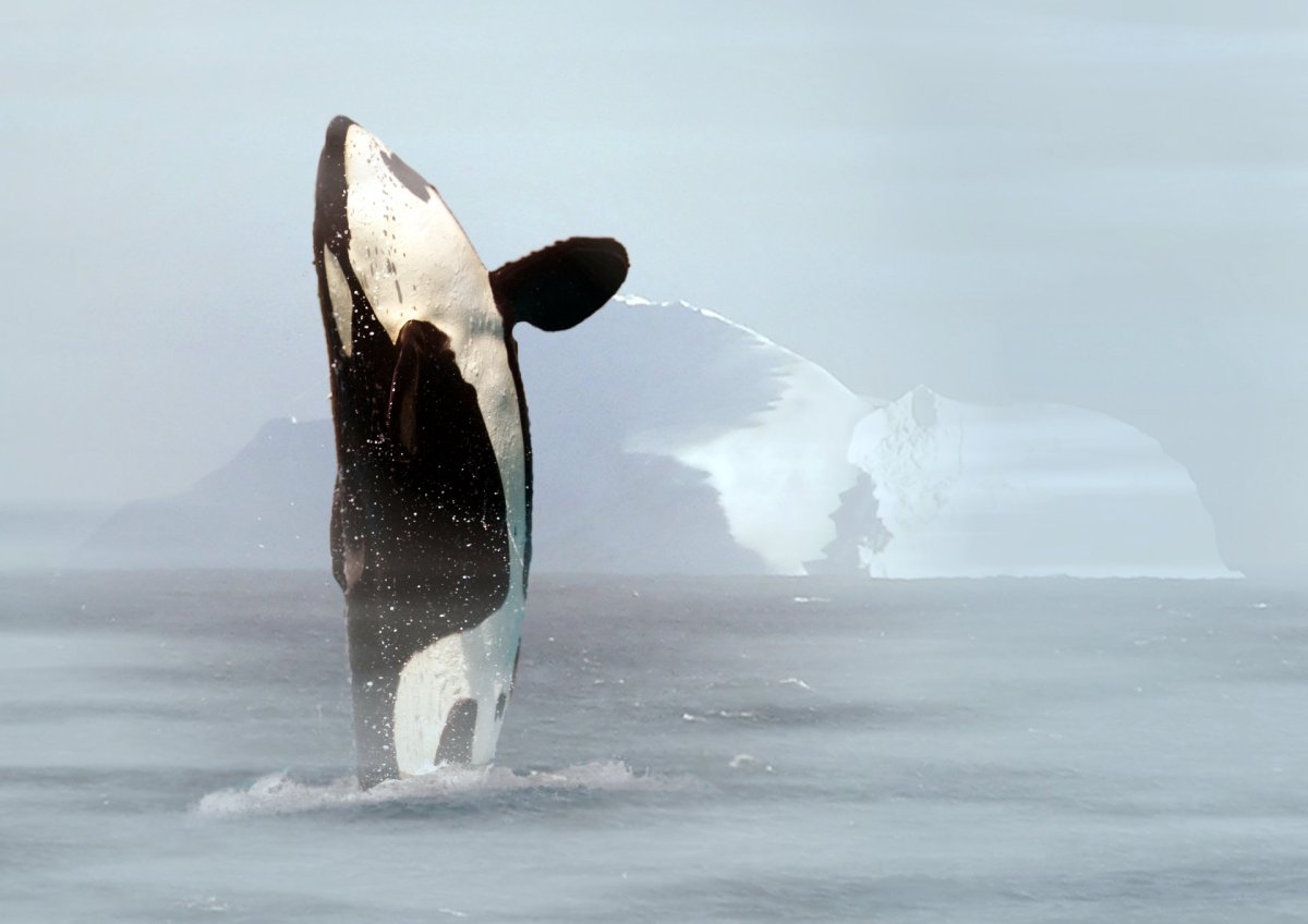 Касатка кит убийца Пингвин