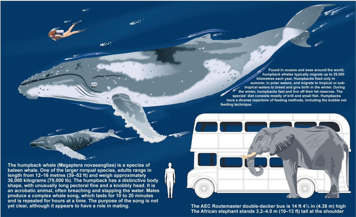 Анатомия синего кита